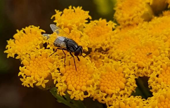 Fly pollinator on Asteraceae